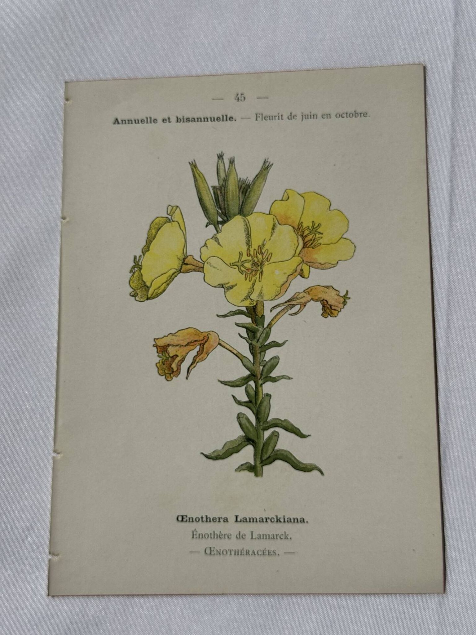Planche botanique gravure fleur France double face circa1800 colorée