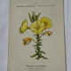 Botanical plate engraving flower France double-sided circa 1800 coloured