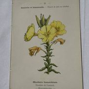 Planche botanique gravure fleur France double face circa1800 colorée