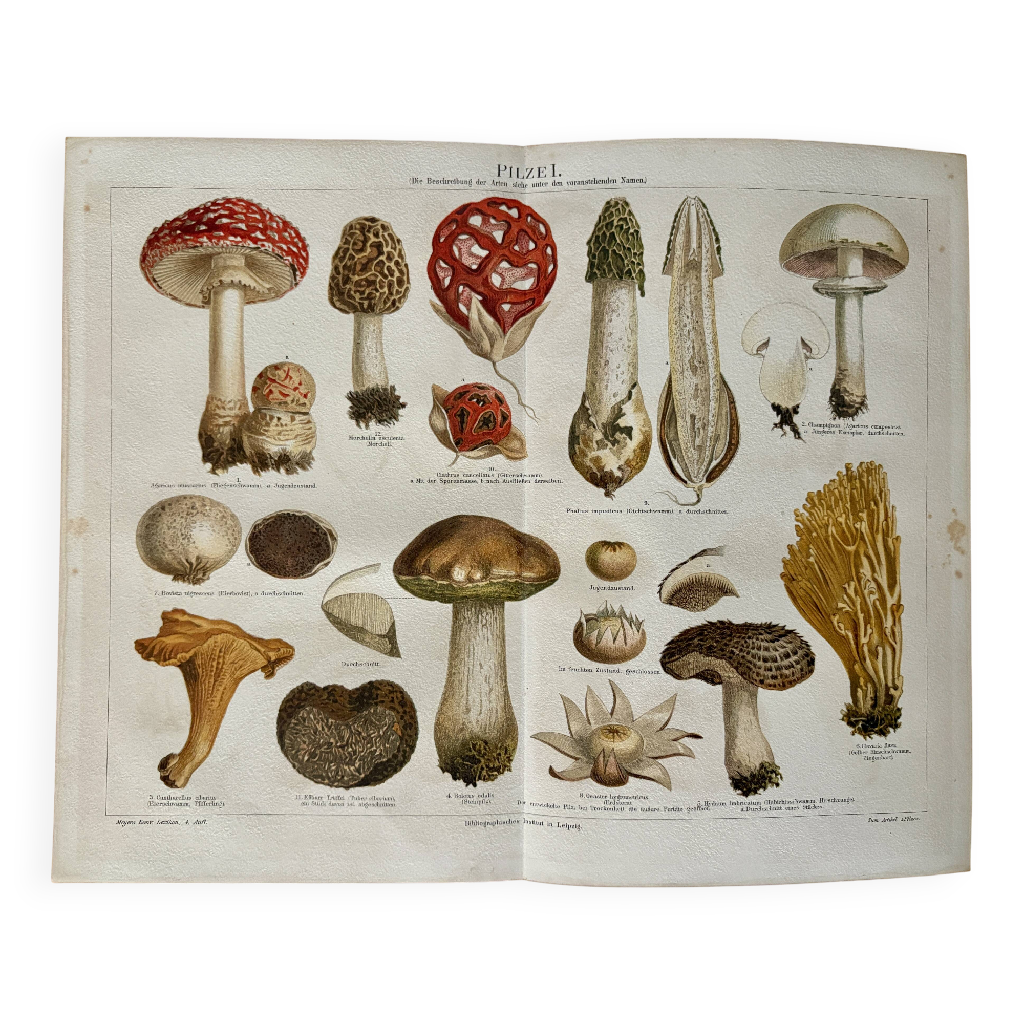 Lithograph engraving of mushrooms – 1890