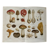 Lithographie gravure sur les champignons – 1890
