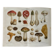 Lithographie gravure sur les champignons – 1890