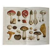 Lithographie gravure sur les champignons – 1890