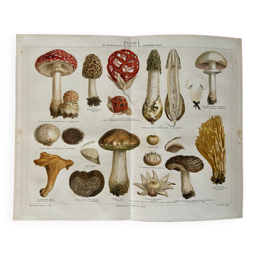 Lithograph engraving of mushrooms – 1890