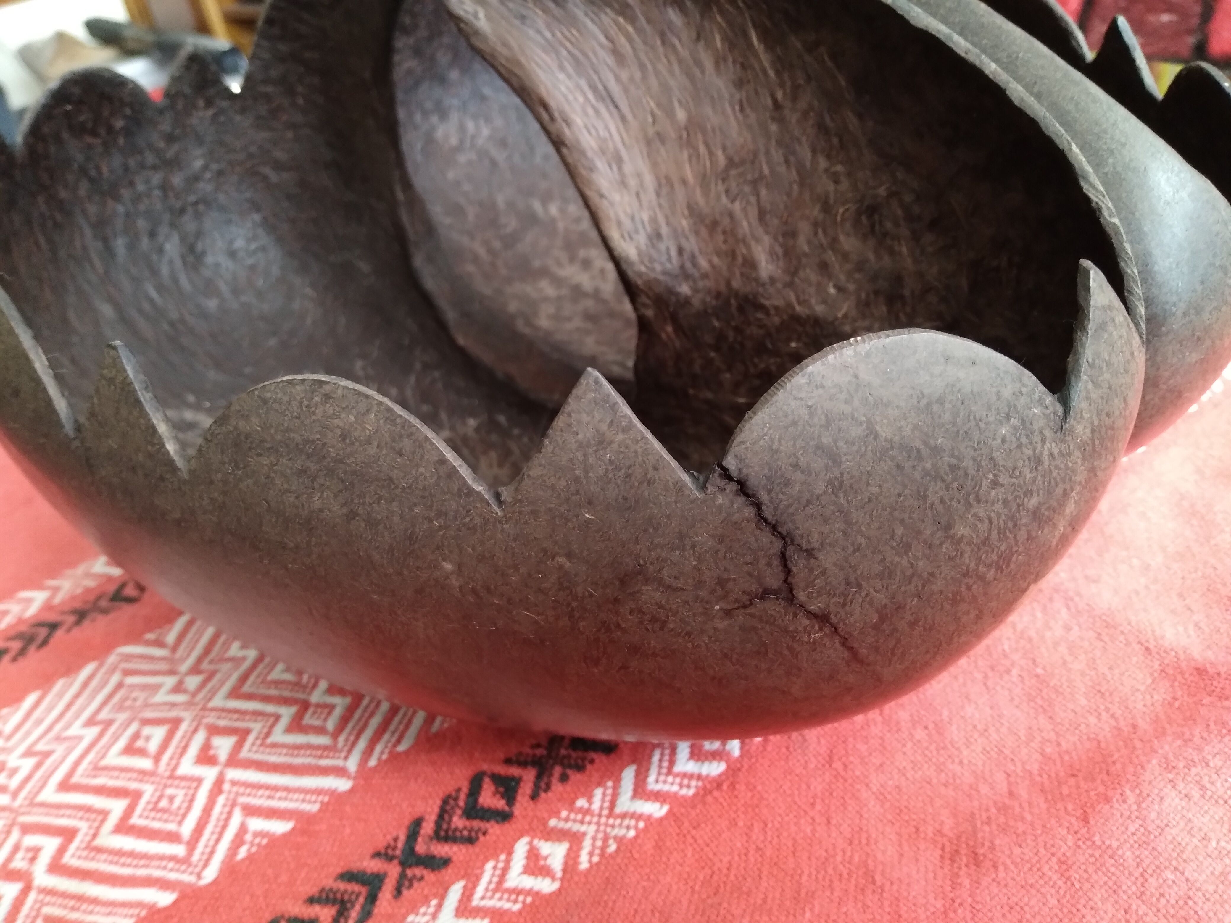 Coconut basket buttocks of Seychelles