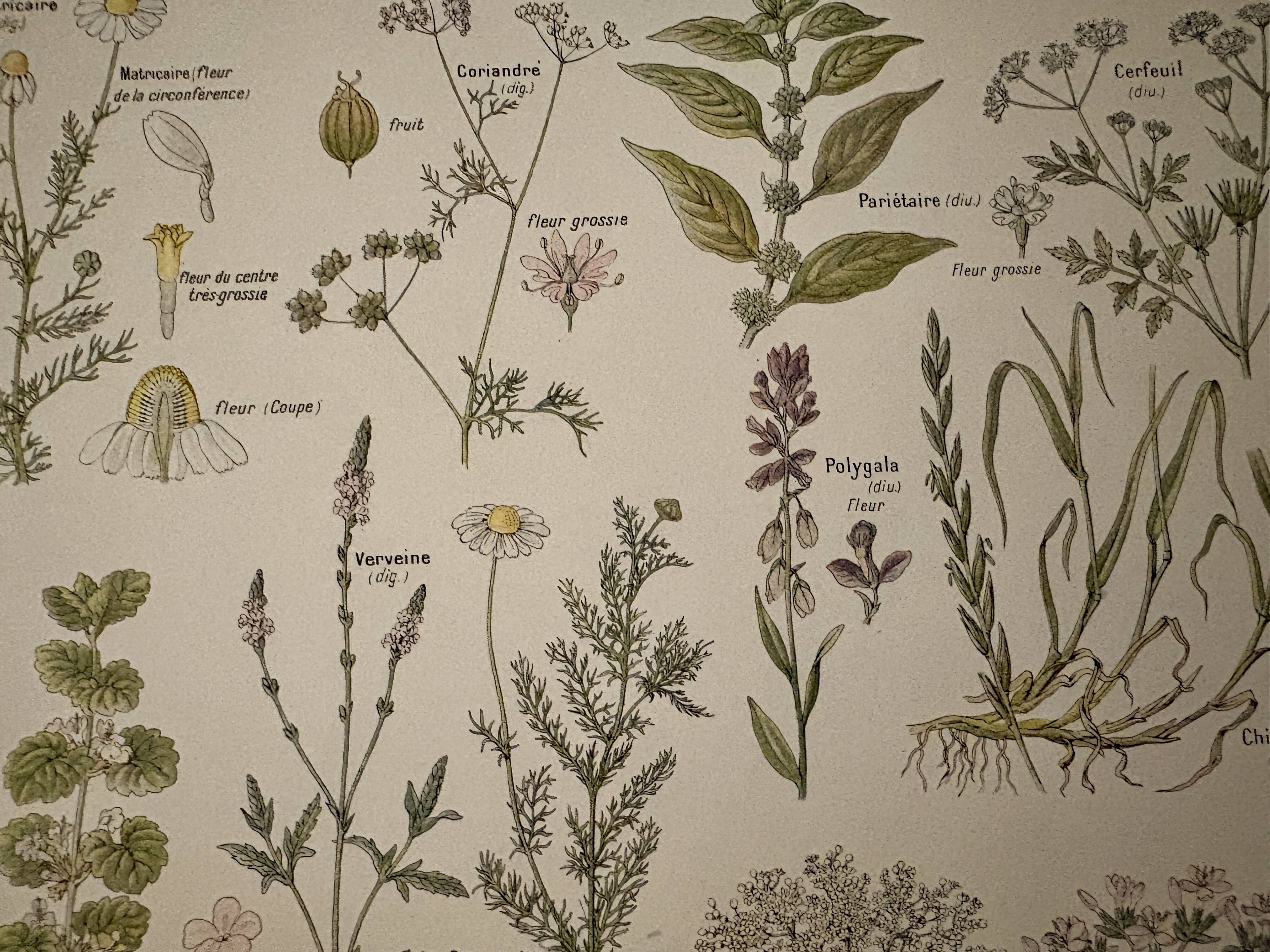 Lithograph of medicinal plants (XXV) - 1920