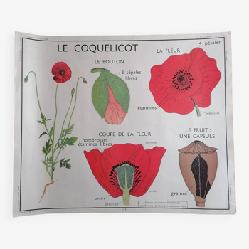 Ancienne affiche ROSSIGNOL botanique Le coquelicot - La giroflée