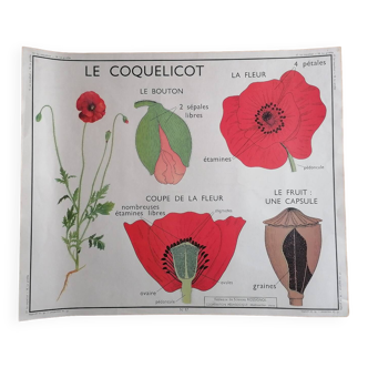 Ancienne affiche ROSSIGNOL botanique Le coquelicot - La giroflée