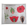 Ancienne affiche ROSSIGNOL botanique Le coquelicot - La giroflée