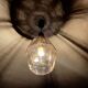 Vintage Apace Age Limburg Glass Pendant Light