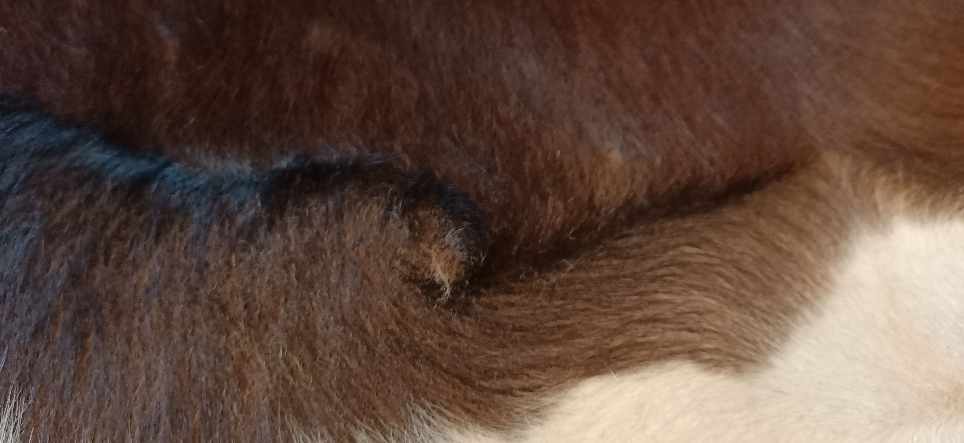 Vintage cow skin carpet, 140 cm x146 cm