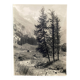Bernard Darot silver gelatin photograph, 20th century, fir trees in the mountains