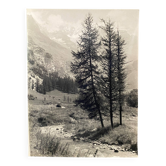 Photo argentique Bernard Darot XXe sapins dans la montagne