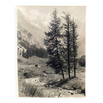 Bernard Darot silver gelatin photograph, 20th century, fir trees in the mountains