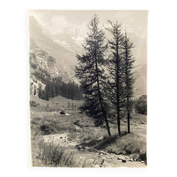 Photo argentique Bernard Darot XXe sapins dans la montagne