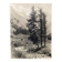 Bernard Darot silver gelatin photograph, 20th century, fir trees in the mountains