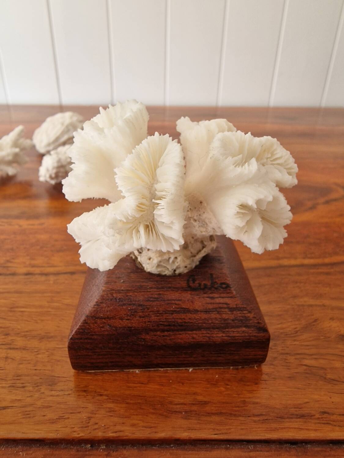 Lot of 5 corals