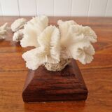 Lot of 5 corals