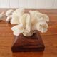 Lot of 5 corals