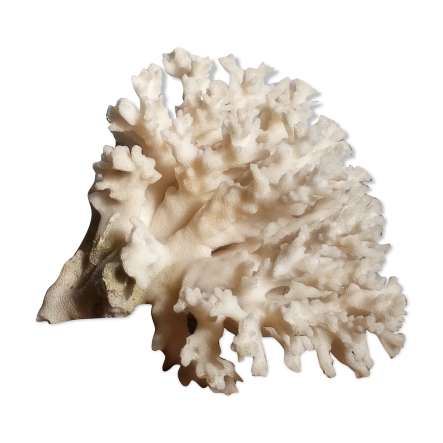 Ancient white coral bouquet