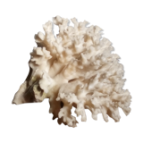 Ancient white coral bouquet