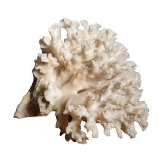 Bouquet de corail blanc ancien