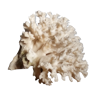 Ancient white coral bouquet