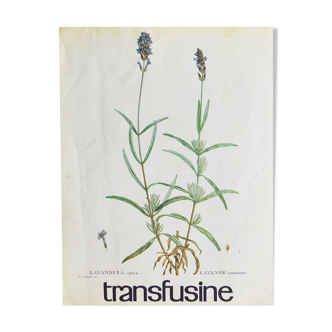 Affiche publicitaire pharmaceutique Botanique n°28