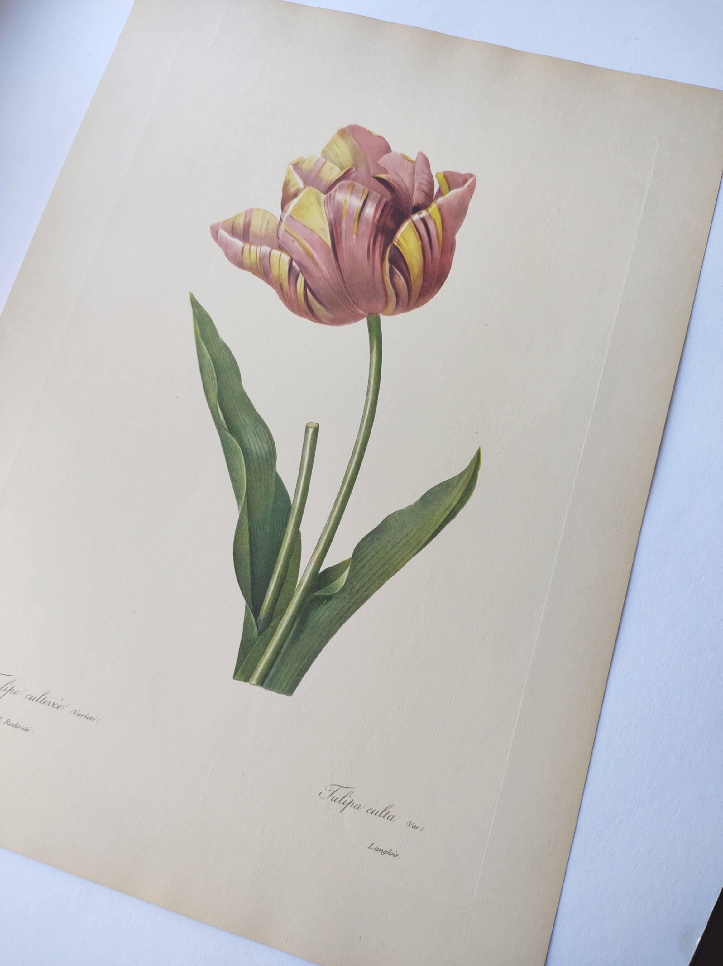 Antique botanical engraving -1955- Tulip - by PJ. Redouté. Vintage nature