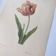 Antique botanical engraving -1955- Tulip - by PJ. Redouté. Vintage nature
