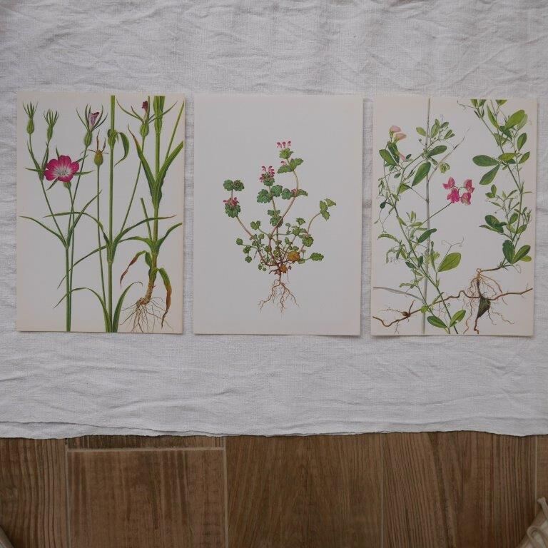 Lot de 3 planches botaniques Gesse Lamier et Nielle des blés