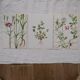 Lot de 3 planches botaniques Gesse Lamier et Nielle des blés