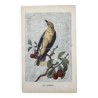 Old bird engraving - giacomelli and huyot - the orioot -