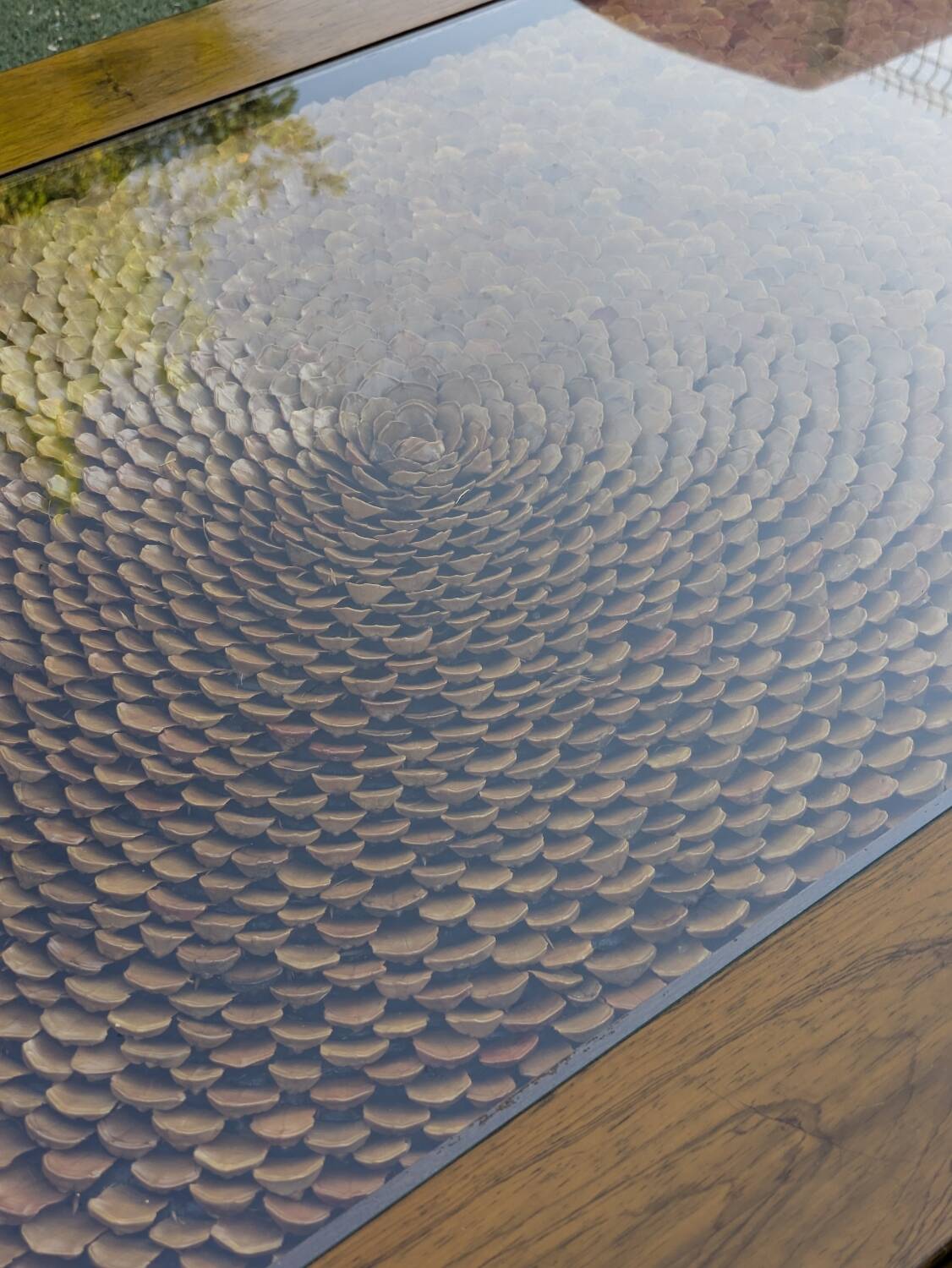 Roméo Rega Coffee Table, Pine Scales, Vintage 1970 Design