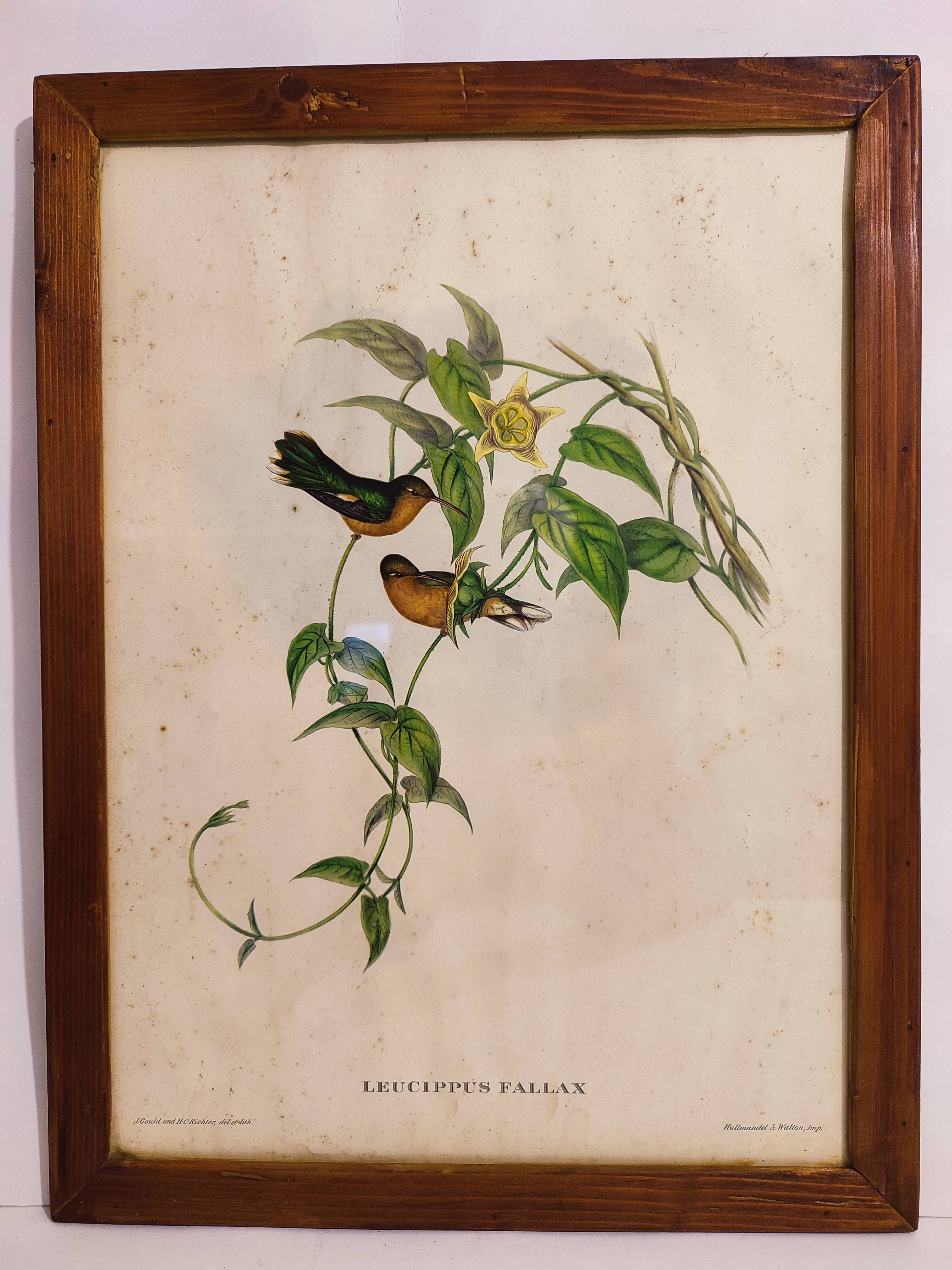 Gould lithograph enhanced hand hummingbird
