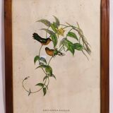 Gould lithograph enhanced hand hummingbird