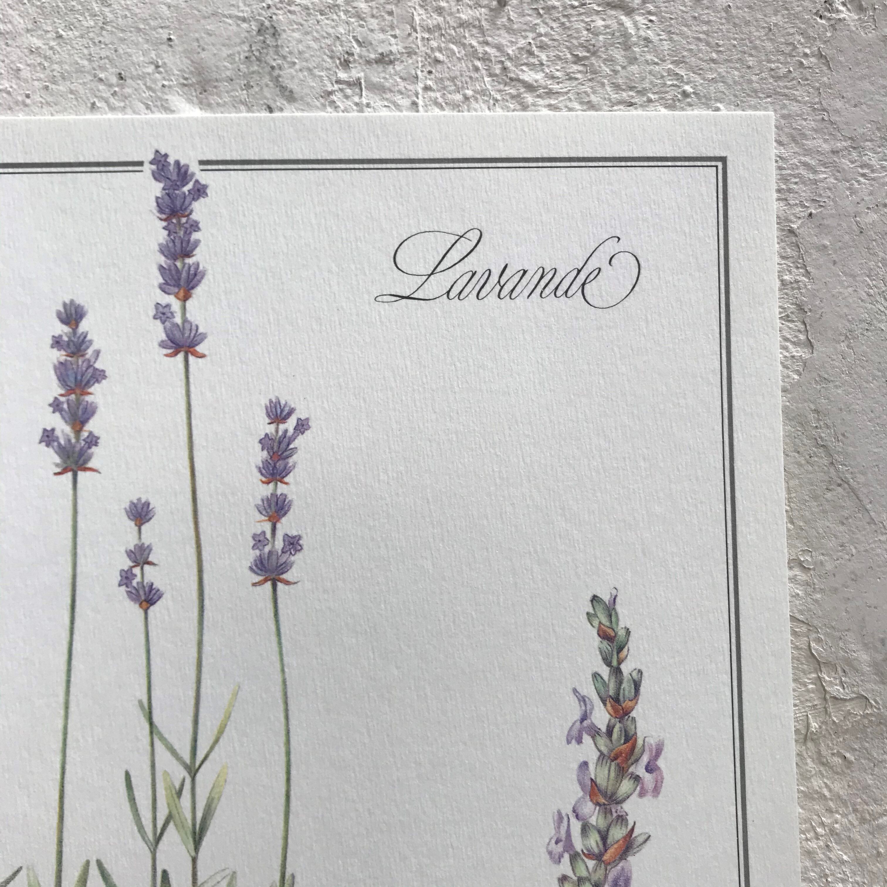 Lavender botanical poster
