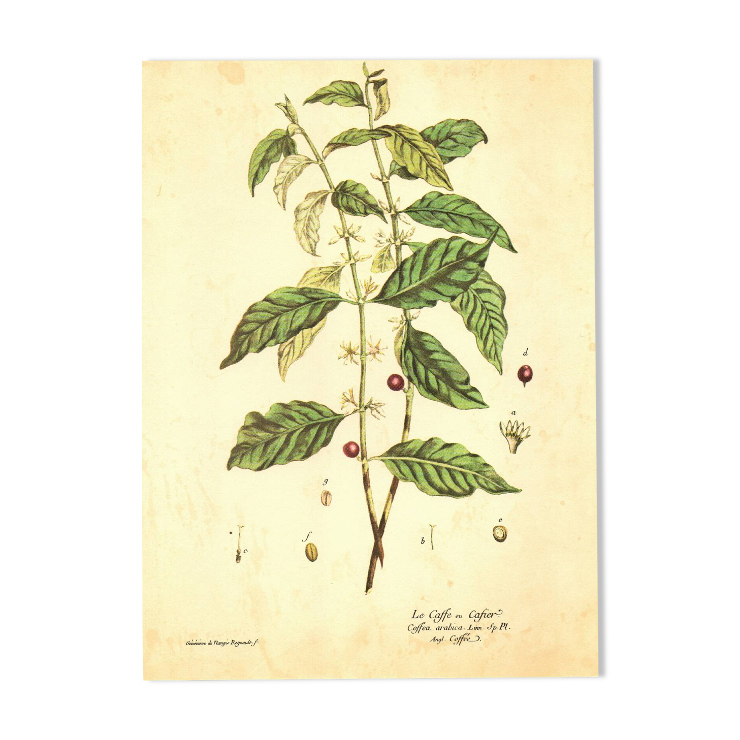 Vintage botanical illustration. Arabica coffee plant. Scientific plate. Coffee.