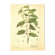 Vintage botanical illustration. Arabica coffee plant. Scientific plate. Coffee.