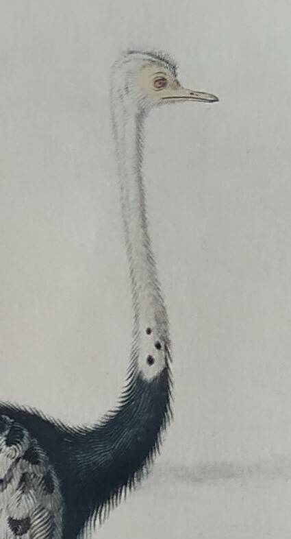 Planche Ornithologique Buffon 1838 "Autruche & Casoar"