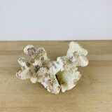 Old white coral 20 cm
