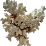 Vintage coral branch