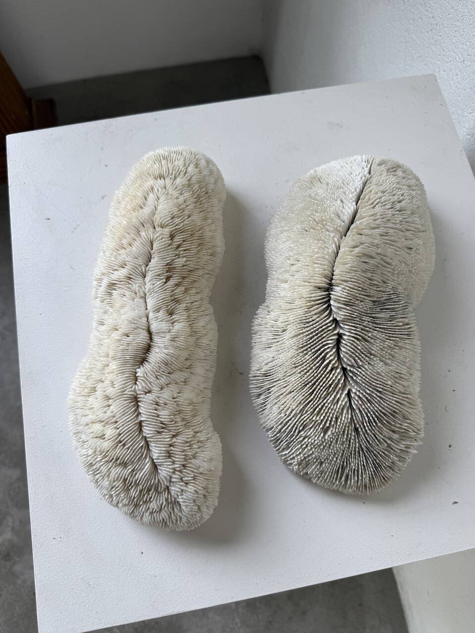 Pair of Fungia "shark cushion" corals