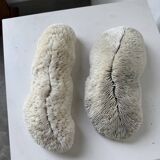 Pair of Fungia "shark cushion" corals