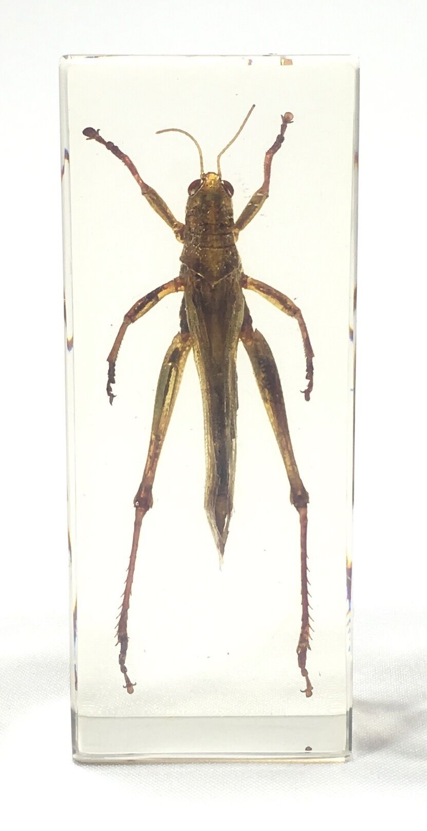 Lot of 3 insects under inclusion resin