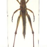 Lot of 3 insects under inclusion resin