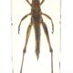 Lot of 3 insects under inclusion resin
