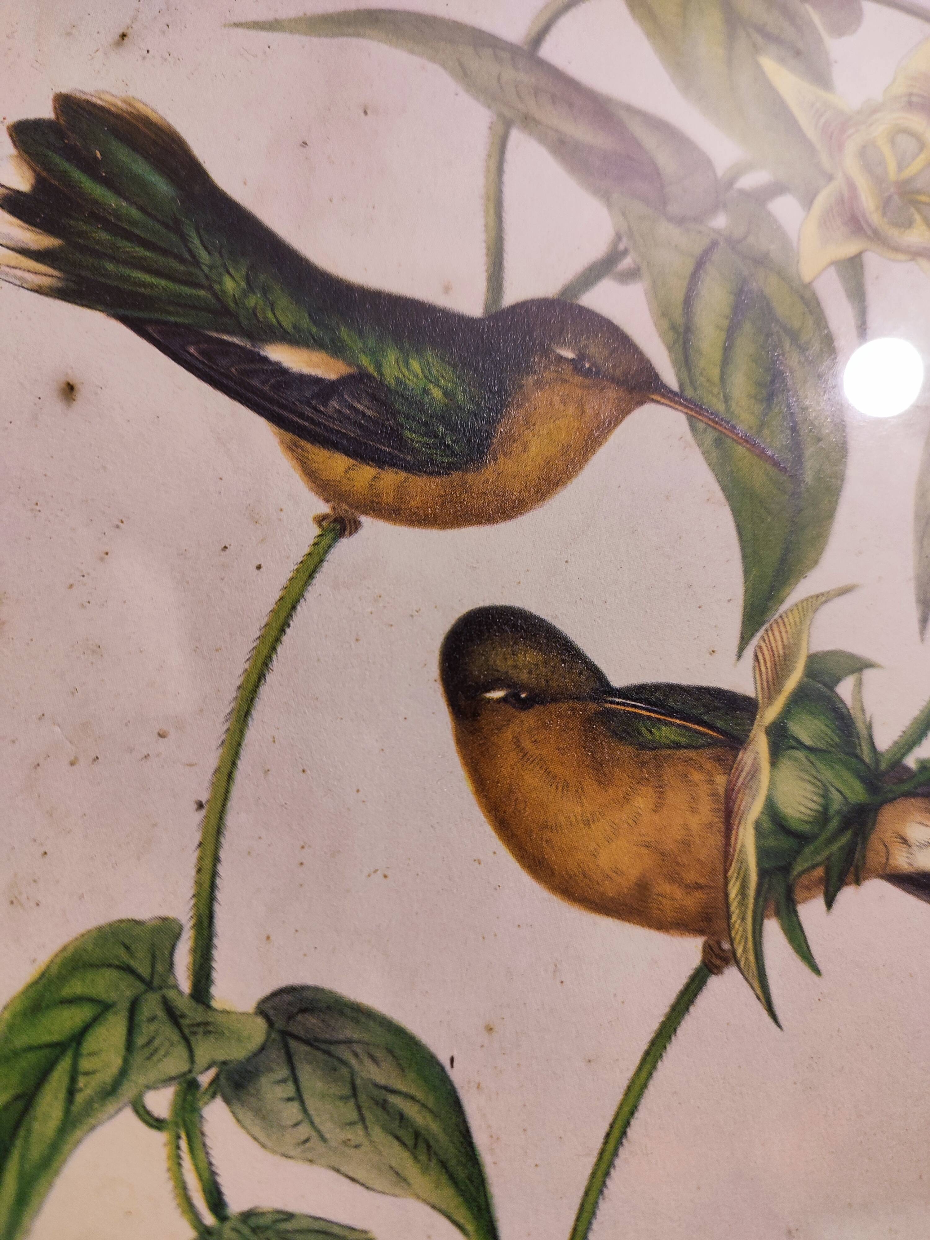 Gould lithograph enhanced hand hummingbird