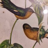 Gould lithograph enhanced hand hummingbird