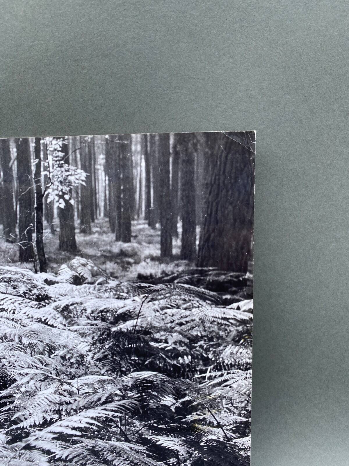 Silver gelatin photograph by Bernard Darot, 20th century, AFIAP Photo Club Nantais, in the forest